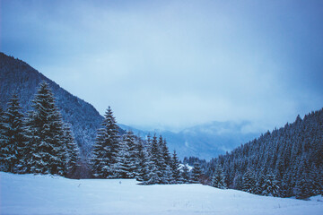 Winter landscape. Blue nature background. Snowy landscape.