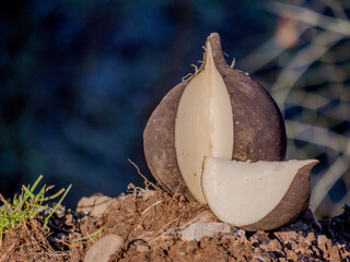 black turnip