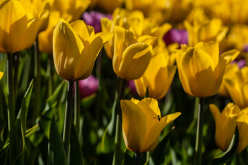 Obraz premium Macro of yellow tulips on a background of green grass