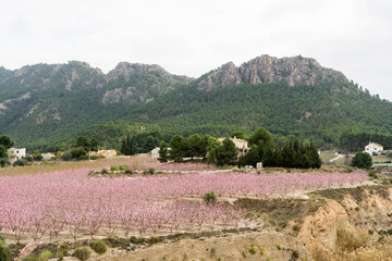 field of fruit trees in bloom in cieza, murcia, spain.