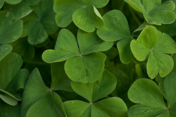 Green leaves background. Nature foliage texture