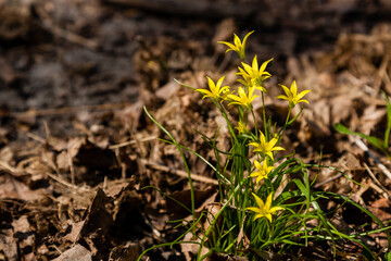 Spring yellow wildflowers among the autumn leaves