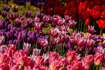 Obraz premium Macro multi-colored tulips on a background of green grass