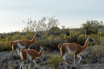 GUANACO patagonia argentina