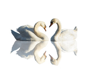 Schwan freigestellt