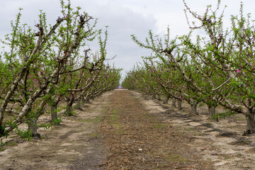 field of fruit trees in bloom in cieza, murcia, spain.