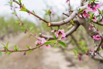 close-up of tree flowers in cieza, murcia, spain.