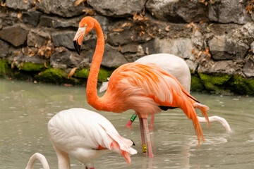 Flamingo on the lake drinking water