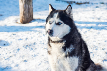 Muzzle of Siberian Husky dog on snow background on bright sunny day. Siberian Husky dog black and white colour with blue eyes