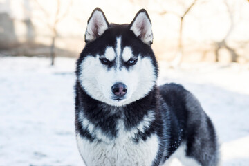 Muzzle of Siberian Husky dog on snow background on bright sunny day. Siberian Husky dog black and white colour with blue eyes