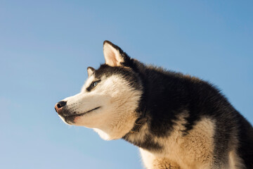 Portrait of black and white Siberian husky on the background of sky. Beautiful Siberian husky dog