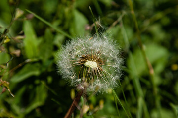 Beautiful dandelions on a green background