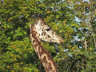 giraffe in the wild
