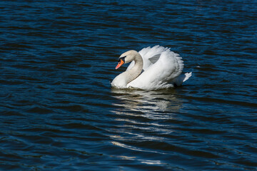 Beautiful swan floats on the lake