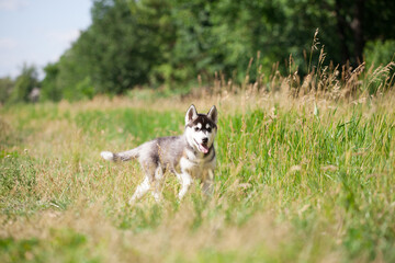 siberian husky puppy walks in nature