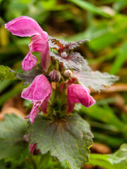 Purple wild flower