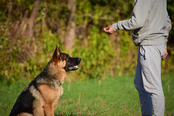 German Shepherd dog waiting for a treat