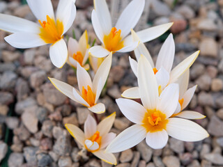 Crocuses with beautiful flowers multicolored. The most beautiful flowers of spring