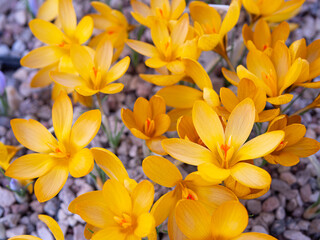 Crocuses with beautiful flowers multicolored. The most beautiful flowers of spring