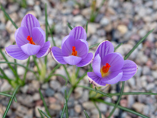 Crocuses with beautiful flowers multicolored. The most beautiful flowers of spring