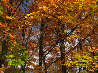 Fototapeta premium autumn in the forest