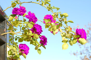 March 8 International Women's Day Beautiful purple roses on blue sky 