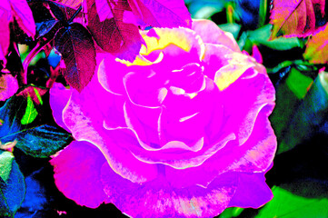 March 8 International Women's Day Closeup purple beautiful rose growing in the garden 