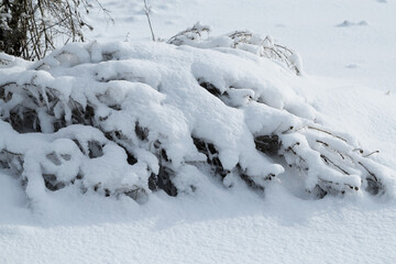 Branches of trees and plants covered with ice. Winter landscape after icing. Nature in winter. Trees after an icy rain. Winter has come..
