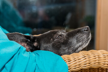 schwarzer Hund ist hundemüde