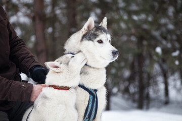 husky puppy in the snow
