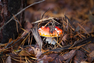 amanita in forest, mushroom