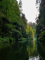 Fototapeta na wymiar river in the forest - Czech Republic