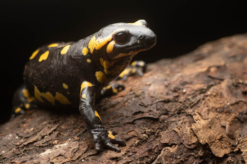 Retrato de bonita salamandra común o salamandra de fuego europea negra con manchas amarillas sobre un tronco con fondo negro