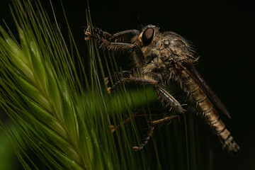 Primer plano con fondo negro de una mosca asesina gris sobre una planta verde