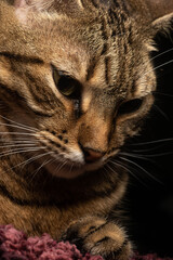 Bonito retrato de un joven gato juguetón atigrado marrón y negro con ojos verdes con fondo negro (III)