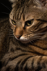 Bonito retrato de un joven gato juguetón atigrado marrón y negro con ojos verdes con fondo negro (I)