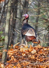 Wild Turkey