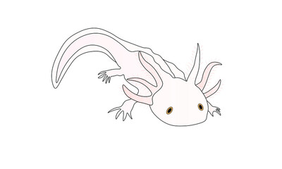 axolotl [Ambystoma mexicanum] 