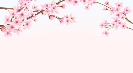 Obraz na płótnie Canvas Banner with blooming cherry in spring. Japanese sakura