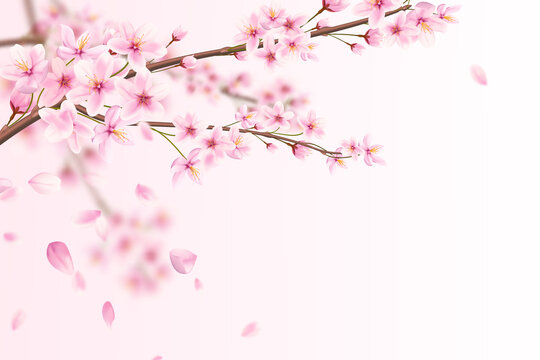 beautiful romantic illustration of pink sakura flowers with falling petals.