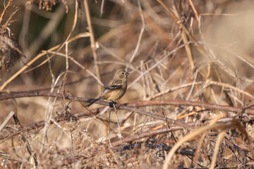 枯草の茎にとまるベニマシコ