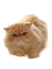 Persian Golden Cat