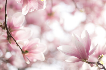 Close up of pastel magnolia flower. Springtime nature background