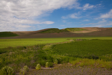 Fototapeta na wymiar Undulating, rolling wheat fields of the Palouse area of Washington state in spring 