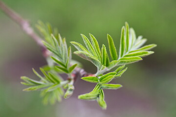 The beginning of spring. The first spring buds. Beautiful background.