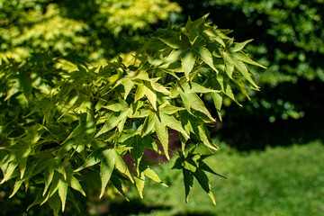 Acer palmatum or Palm-shaped maple in the summer. Leaves of tree on sunlight. Arboretum Volcji potok