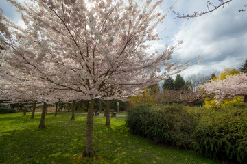 Cherry blossoms, trees, spring, beautiful, Richmond BC