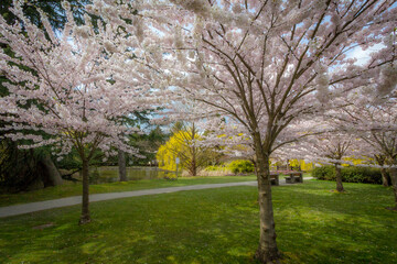 Fototapeta premium Cherry blossoms, trees, spring, beautiful, Richmond BC