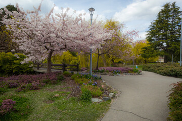 Obraz premium Cherry blossoms, trees, spring, beautiful, Richmond BC