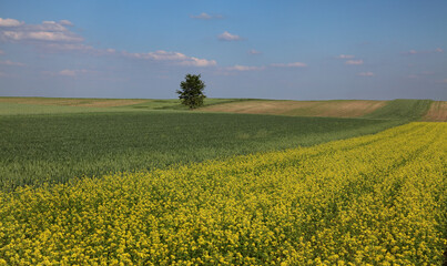 Oil rape and wheat, landscape of field with blossoming canola plants and green wheat, agriculture in early spring